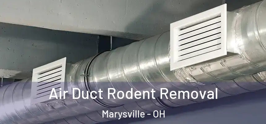  Air Duct Rodent Removal Marysville - OH